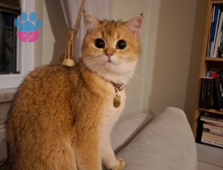 Golden British shorthair dişi - 118985034