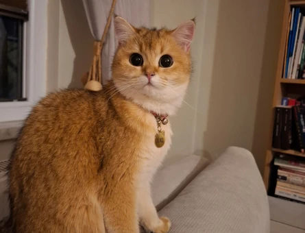 Golden British shorthair dişi - 118985034