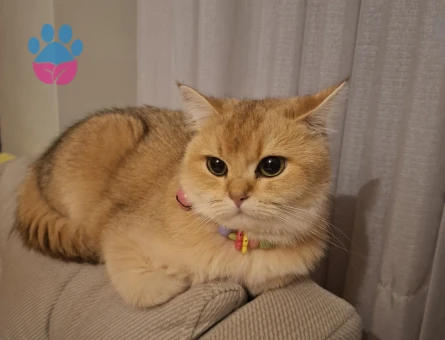 Golden British shorthair dişi - Görsel 3