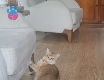 Golden British shorthair dişi - Görsel 4