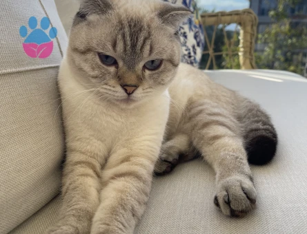 Scottish Fold Pamuk Eş Arıyor - 118985035