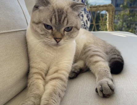 Scottish Fold Pamuk Eş Arıyor - 118985035