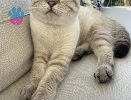 Scottish Fold Pamuk Eş Arıyor - Görsel 3
