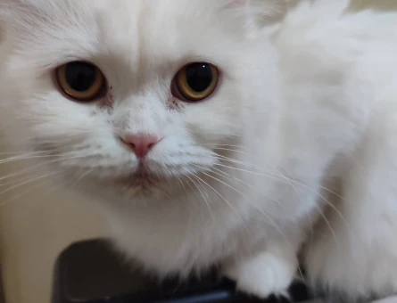 British Longhair - Güzel kızım eşini arıyor - 118972044