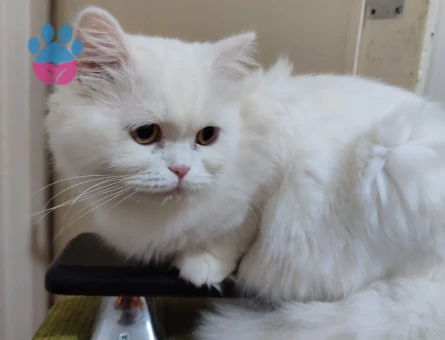 British Longhair  Güzel kızım eşini arıyor