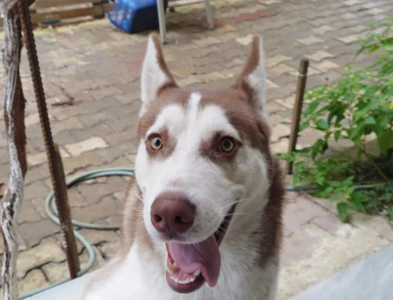 Husky Oğluma Eş Arıyorum 11 Aylık - 118972050