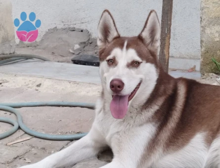 Husky Oğluma Eş Arıyorum 11 Aylık