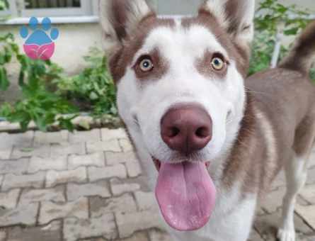 Husky Oğluma Eş Arıyorum 11 Aylık