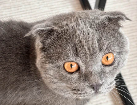 Scottish Fold Erkek Kedime Eş Arıyorum - 118972054