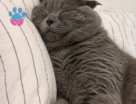 Scottish Fold Erkek Kedime Eş Arıyorum