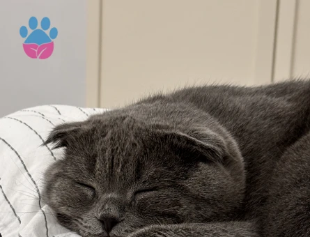 Scottish Fold Erkek Kedime Eş Arıyorum