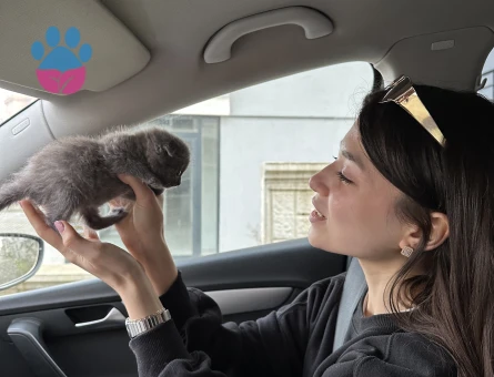 Scottish Fold Erkek Kedime Eş Arıyorum