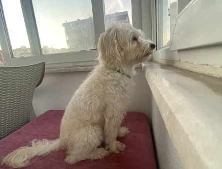 Maltese Terrier 4 Yaşında Köpeğim Eş Arıyor - 118972060