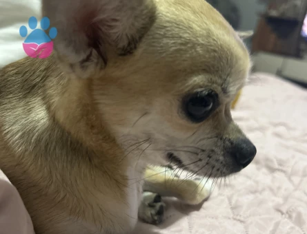 Chihuahua Kızıma Eş Arıyorum