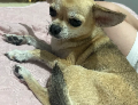 Chihuahua Kızıma Eş Arıyorum - 118972064