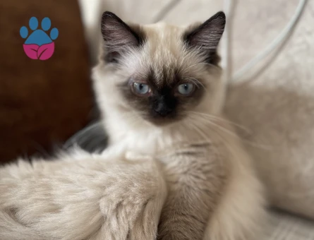 British Shorthair Kızımız Linda Eş Arıyıor