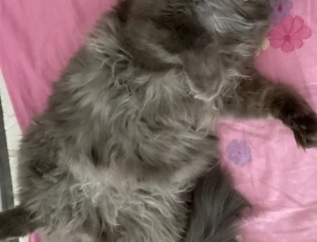 British Longhair erkek kedimize eş arıyoruz - 118979999