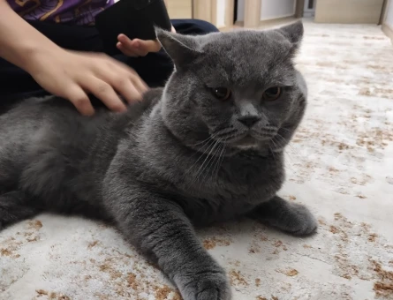 British Shorthair 3 Yaşında Kedim Eş Arıyor - 118980000