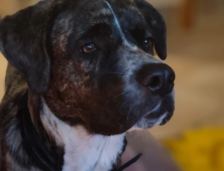 Presa Canario Dişi 1 Yaşında Eş Arıyor - 118980002