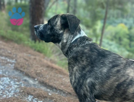 Presa Canario Dişi 1 Yaşında Eş Arıyor