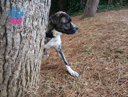 Presa Canario Dişi 1 Yaşında Eş Arıyor