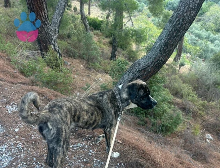 Presa Canario Dişi 1 Yaşında Eş Arıyor