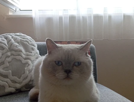 British Shorthair 4 Yaşında Kedim Eş Arıyor - 118980005