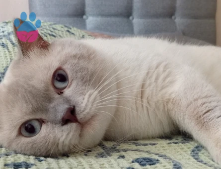 British Shorthair 4 Yaşında Kedim Eş Arıyor