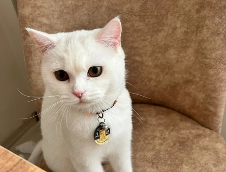 British Shorthair 1 Yaşında Eş Arıyor - 118980006