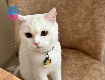British Shorthair 1 Yaşında Eş Arıyor