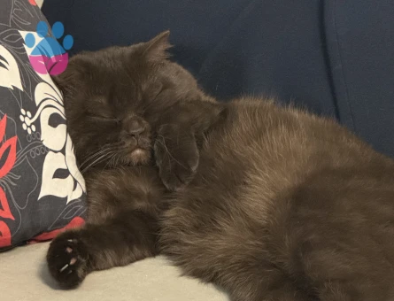 4 yaşında Chocolate British Shorthair