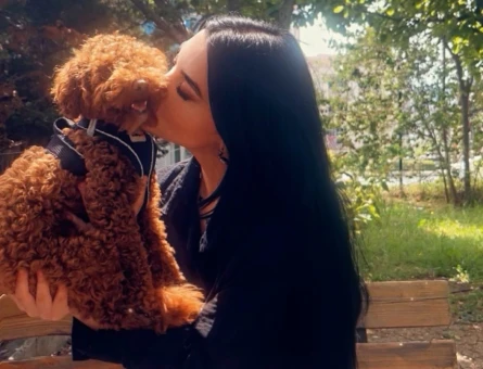 Toy poodle Köpeğime Eş Arıyorum - 118980009