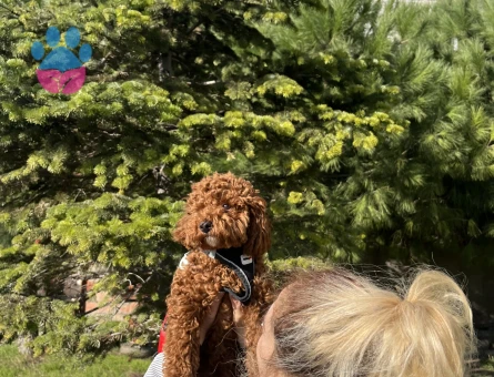 Toy poodle Köpeğime Eş Arıyorum