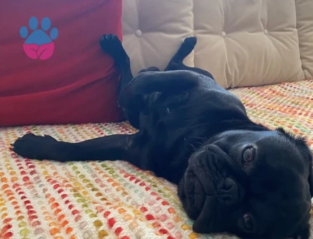 Pug Zeytin Acil Eş arıyor - Görsel 3