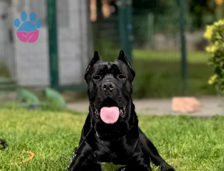 19 aylık erkek cane corso Eş Arıyoruz - Görsel 2