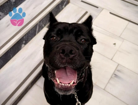 19 aylık erkek cane corso Eş Arıyoruz - Görsel 3