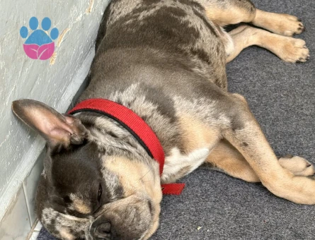 French Bulldog oğlumuza eş arıyoruz - Görsel 2