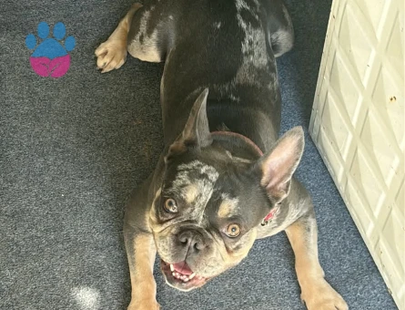 French Bulldog oğlumuza eş arıyoruz - Görsel 3