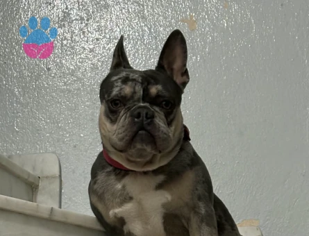 French Bulldog oğlumuza eş arıyoruz - Görsel 4