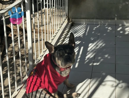 French Bulldog oğlumuza eş arıyoruz - Görsel 5