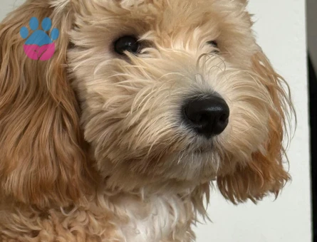 Yakışıklı Oğlumuza Dişi aramaktayız - Görsel 4