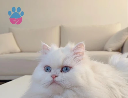 3 Yaşında Chinchilla Eş Arıyor - Görsel 2