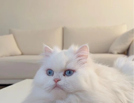 3 Yaşında Chinchilla Eş Arıyor - 118985248