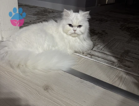 3 Yaşında Chinchilla Eş Arıyor - Görsel 3