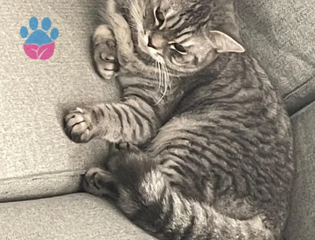 Kızımıza eş arıyoruz