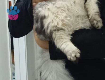 Oğluma eş arıyorum