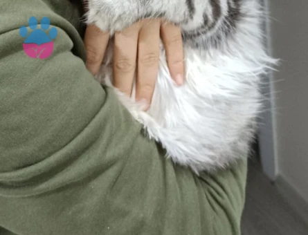 Oğluma eş arıyorum