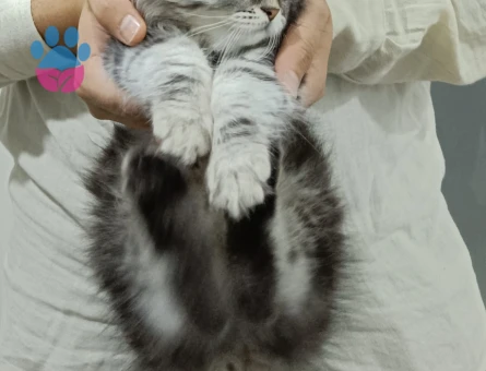 Oğluma eş arıyorum