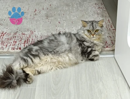 Oğluma eş arıyorum