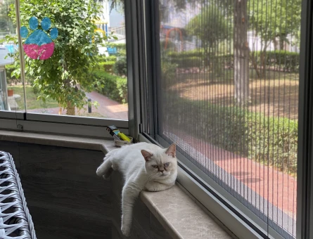 British Shorthair Mia Kızıma Eş Arıyorum